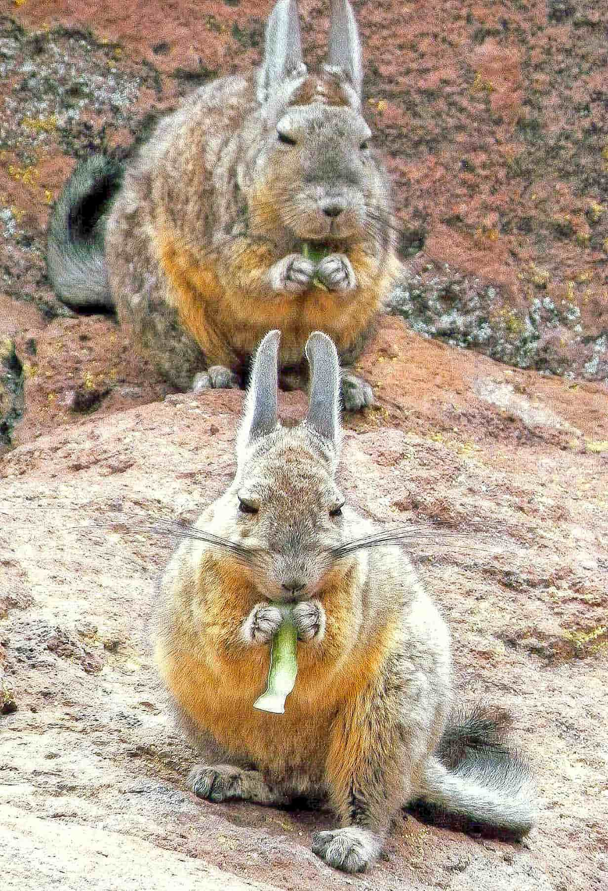 Viscacha 4