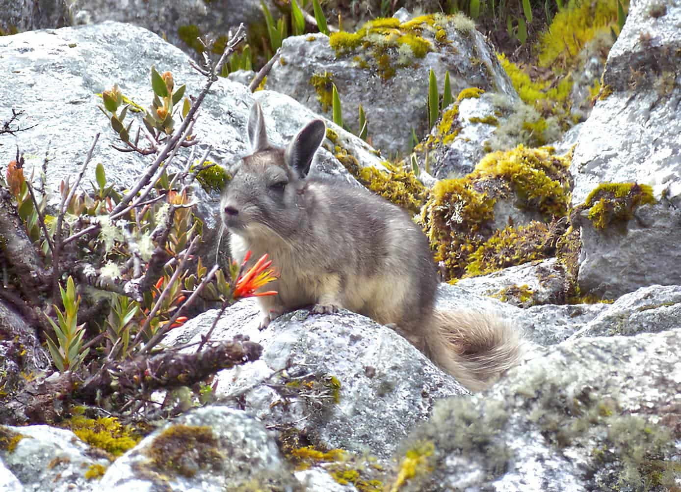 Viscacha (Lagidium peruanum)