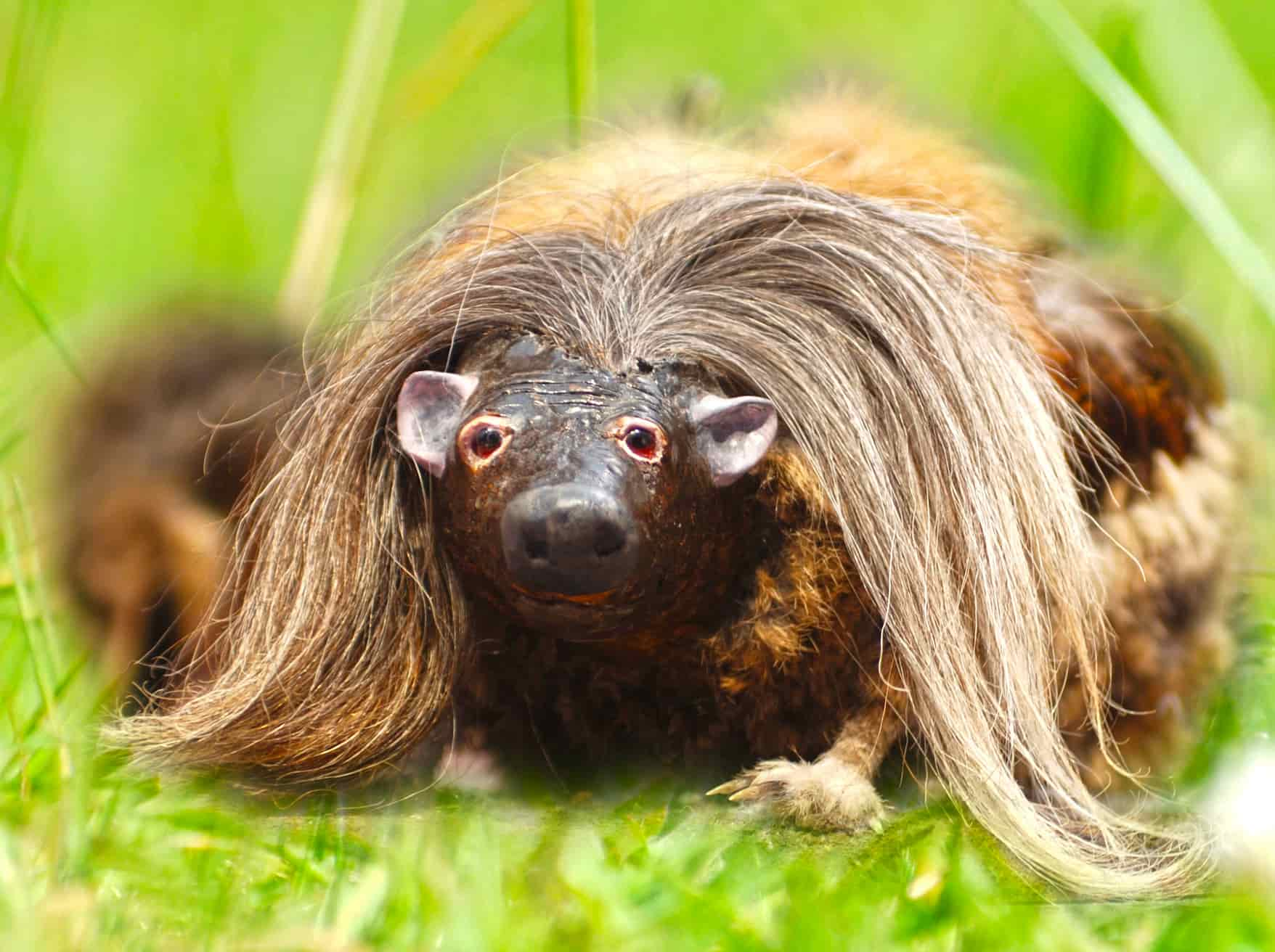 Haggis Animal