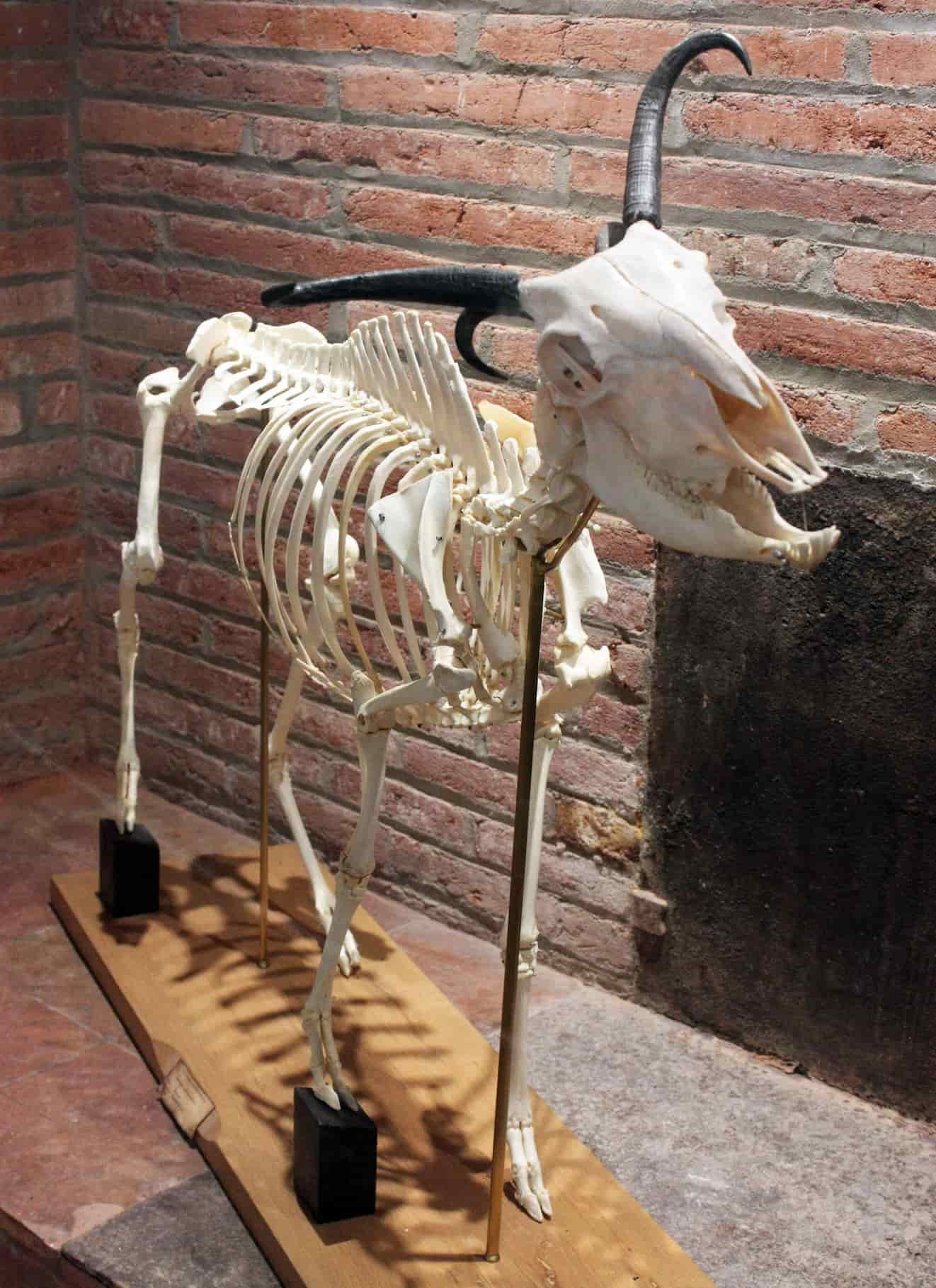 dahu skeleton in a museum