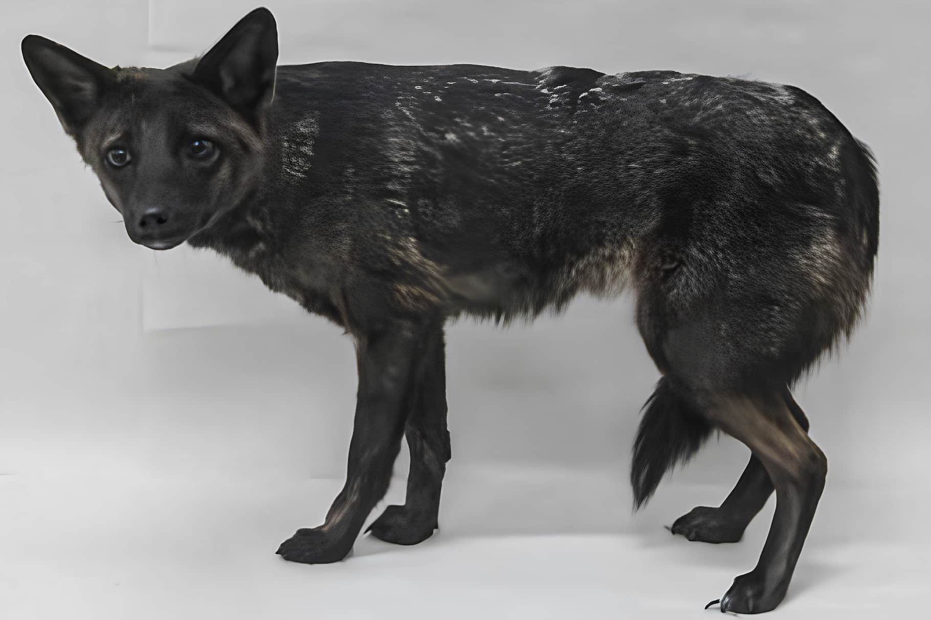 A dog-fox hybrid from a pampas fox and a domestic dog.