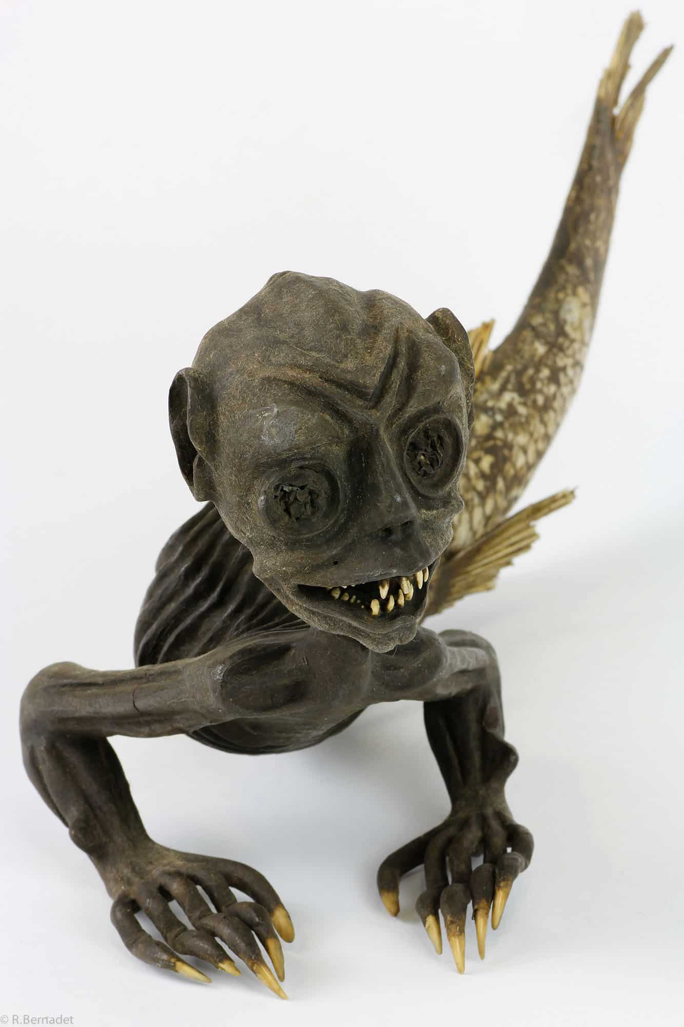 fiji mermaid: A specimen from the 19th century, donated to the Civic Museum of Modena.