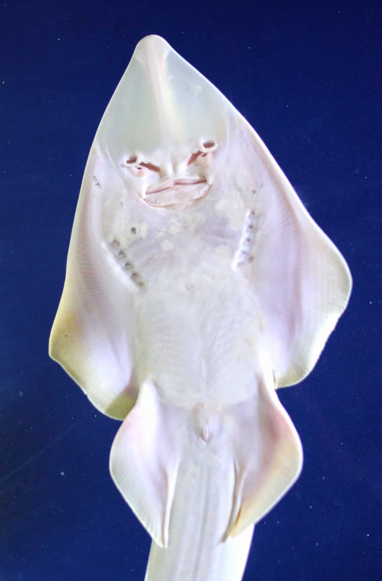 A shovelnose guitarfish.