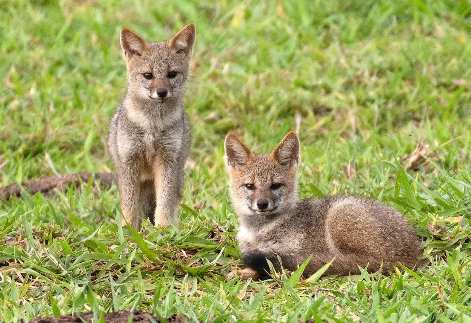 Hoary fox cubs in Bacury Lodge, Anhembi - State of São Paulo, Brazil.