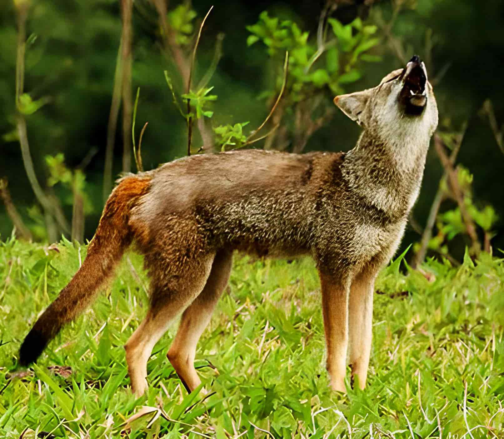 hoary fox (Lycalopex vetulus)