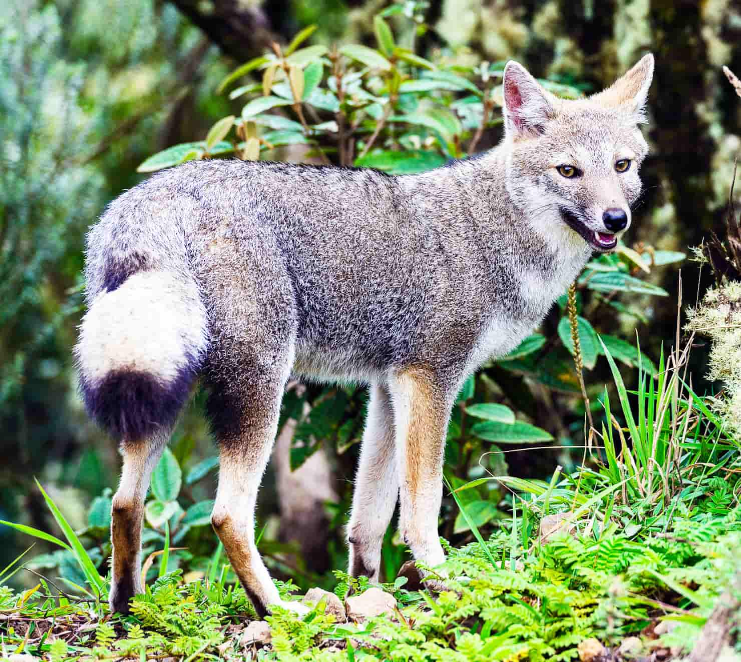 pampas fox, or Lycalopex gymnocercus