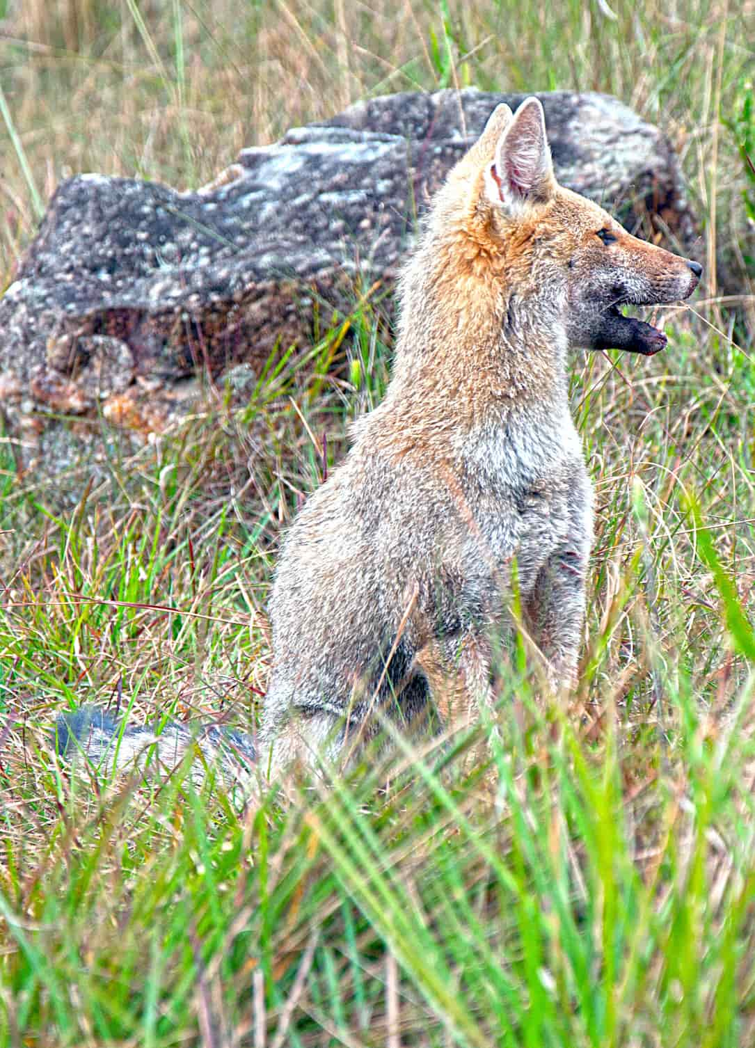 Lycalopex gymnocercus, or pampas fox, in the Serra Geral National Park.