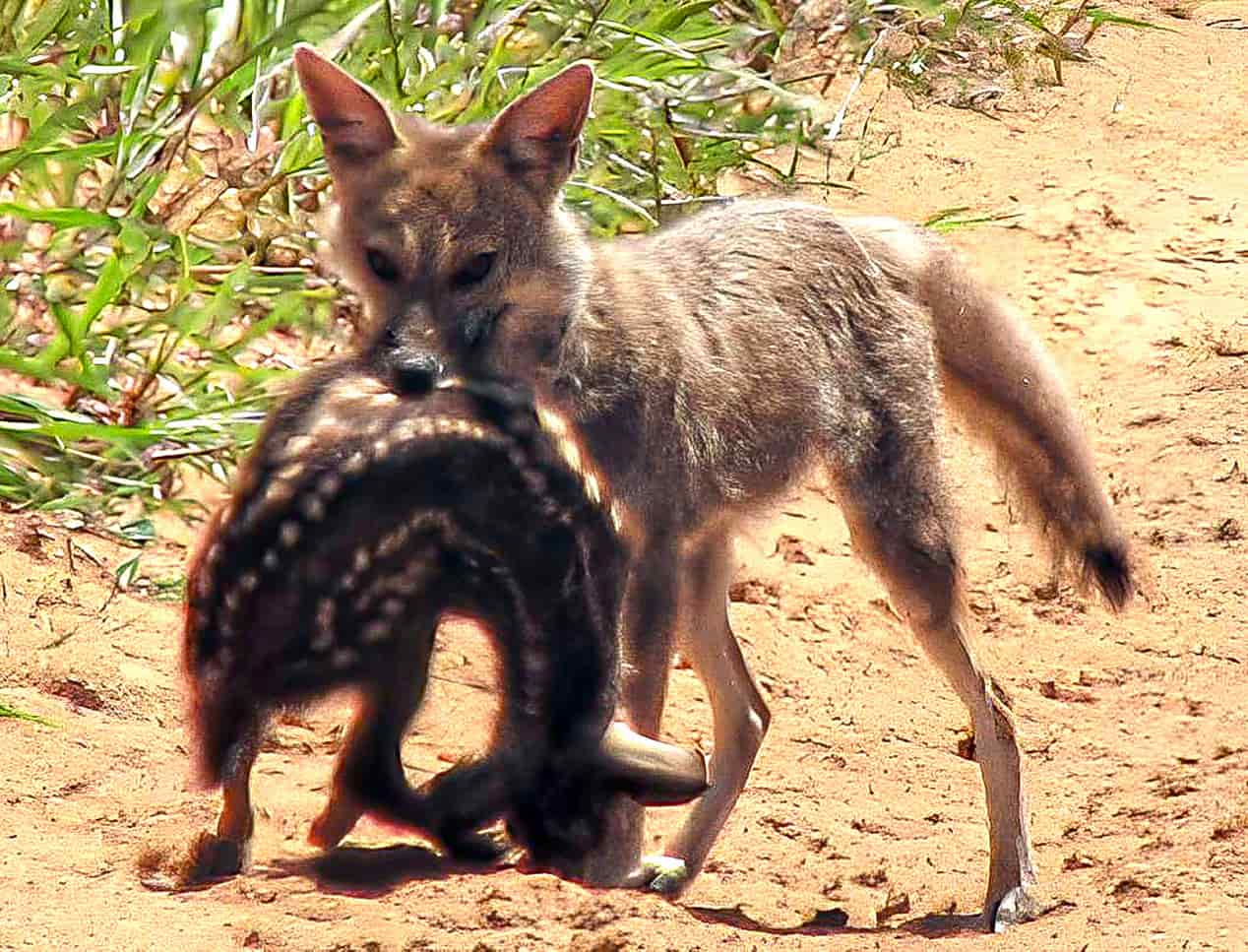 pampas fox hunts pampas deer