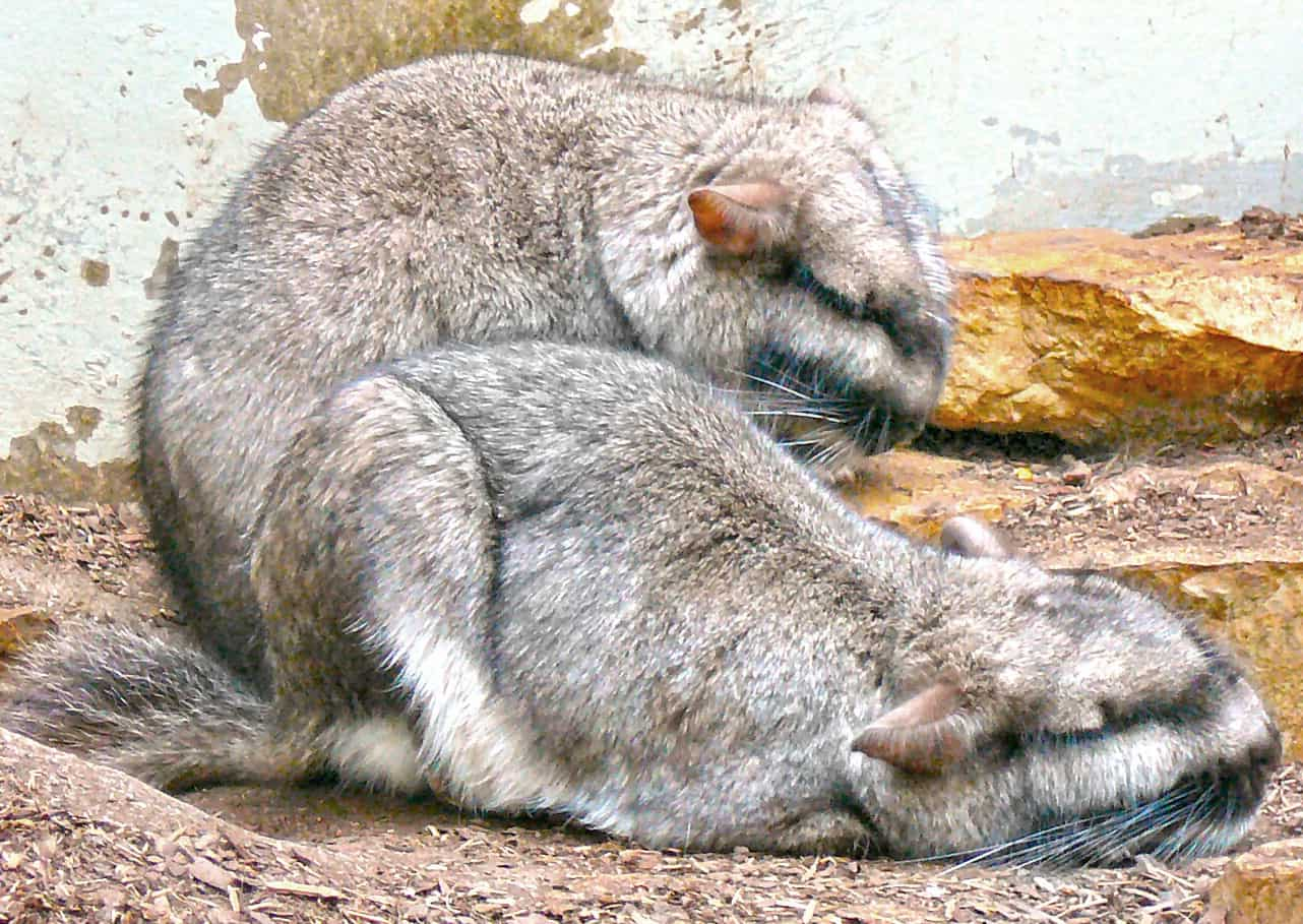 The plains viscacha with black and gray mustache-like facial characteristics.