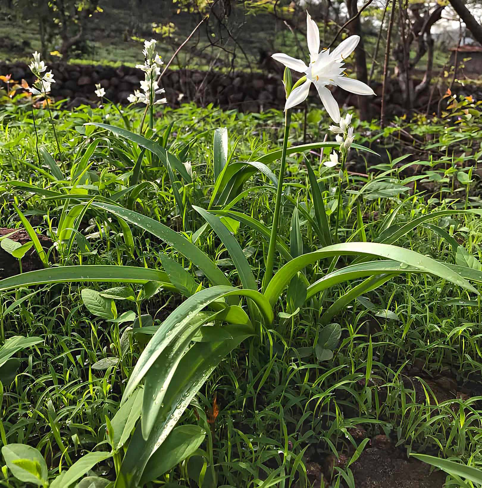 sea daffodil (Pancratium maritimum)