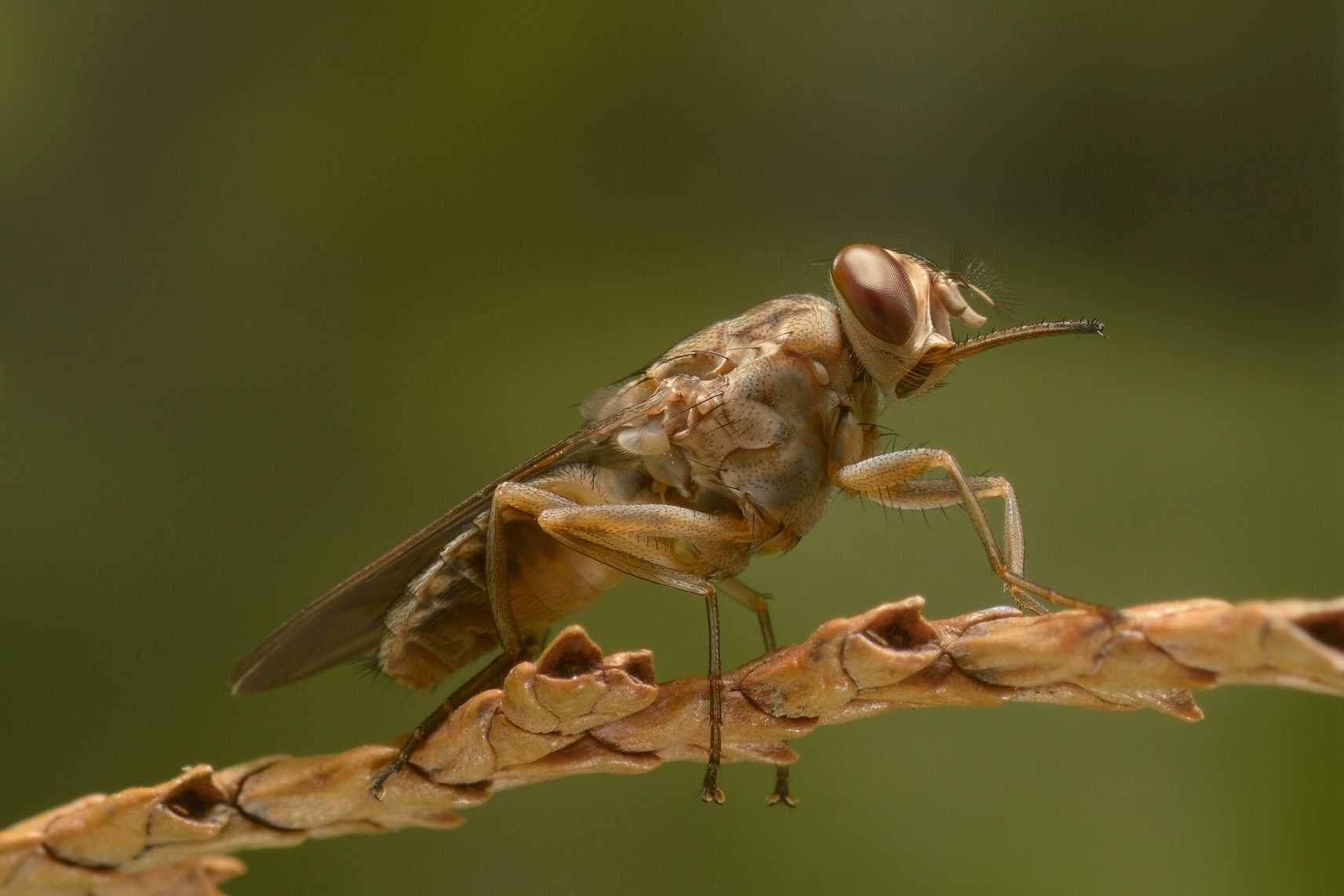 A tsetse fly.