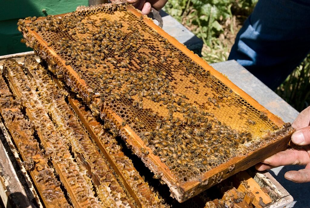 A frame covered with comb and bees Winter