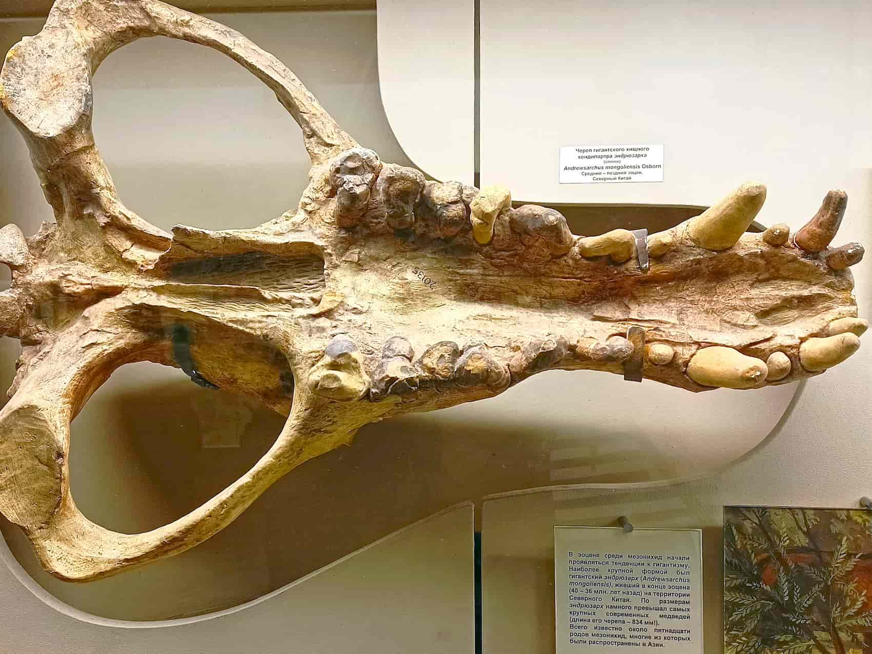 An Andrewsarchus skull