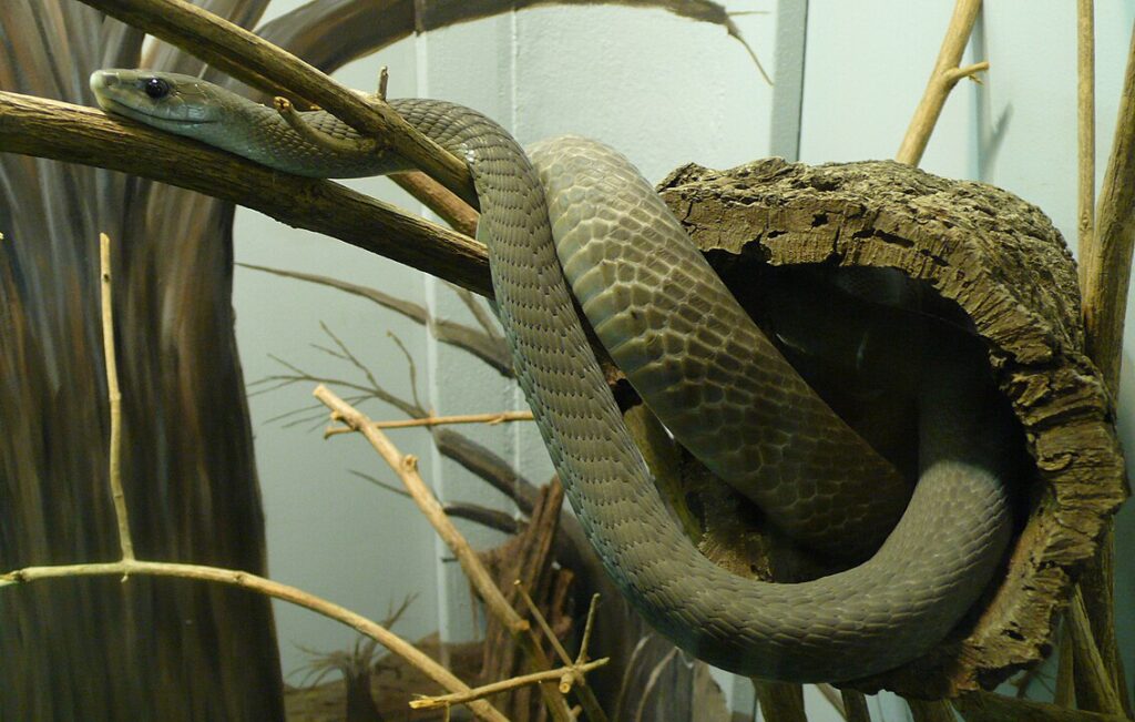 Black mamba (Dendroaspis polylepis), St. Louis Zoo, Missouri, United States