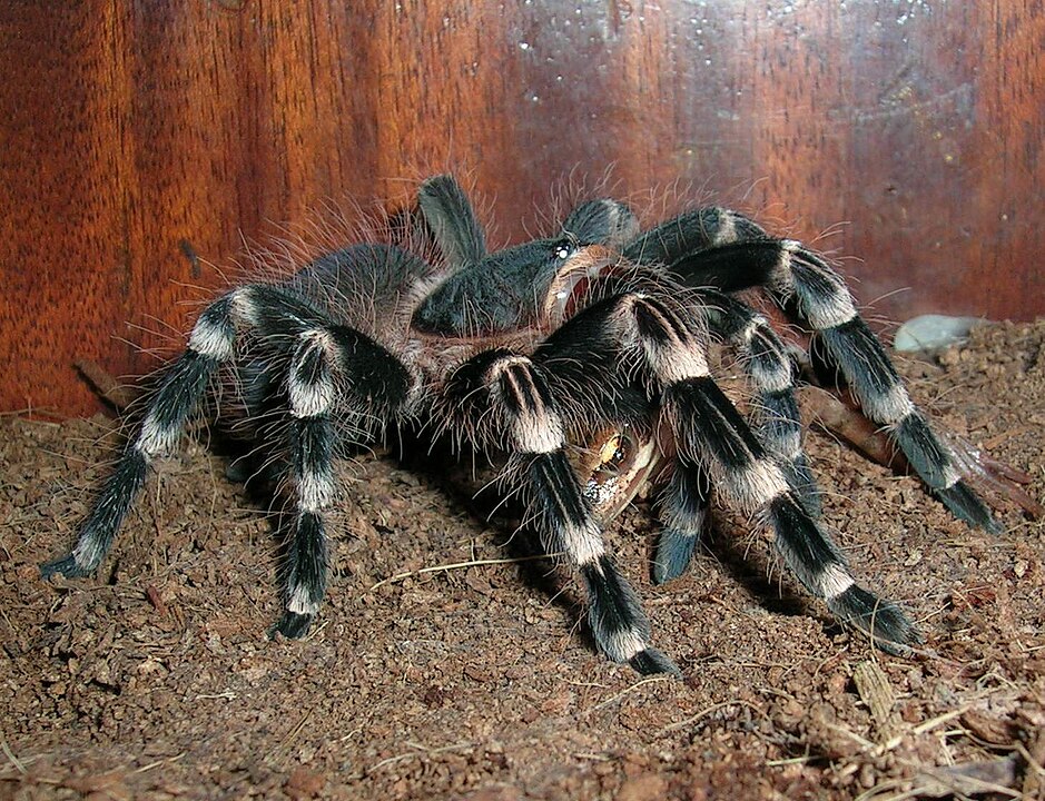 Brazilian Whiteknee Tarantula (Acanthoscurria geniculata)