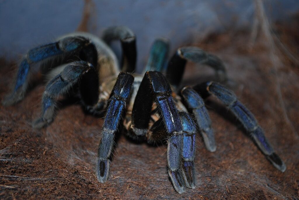 Cobalt Blue Tarantula (Haplopelma lividum)