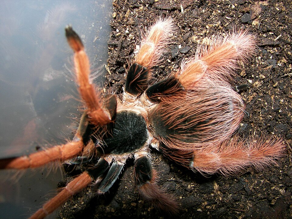 Colombian Giant Redleg Tarantula (Megaphobema robustum)