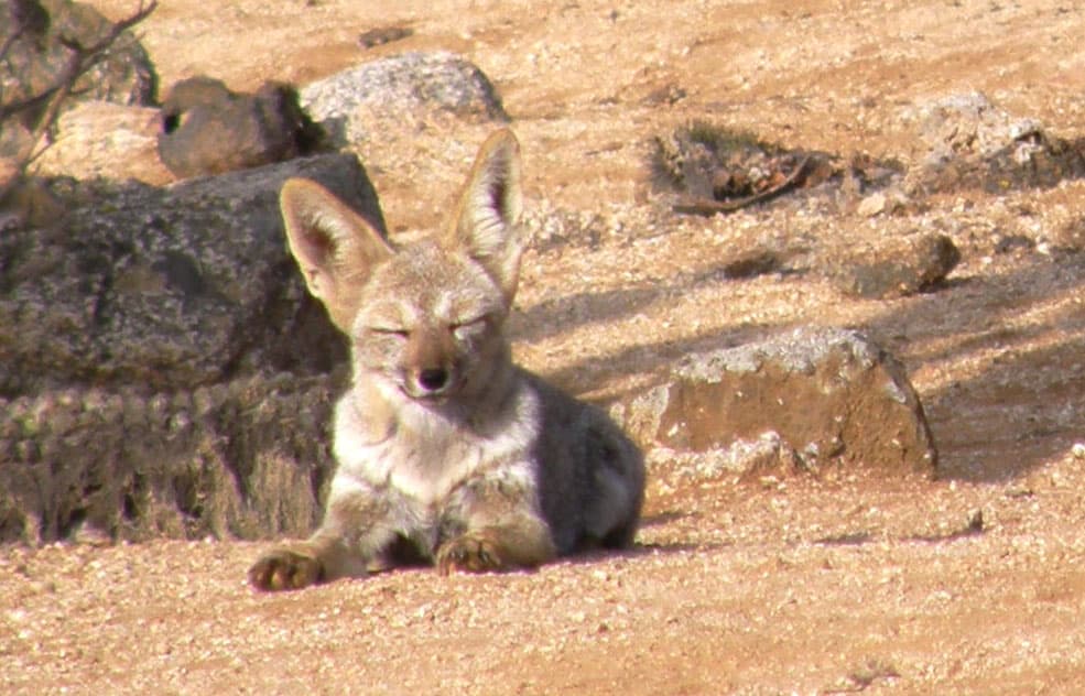 Culpeo in Pan de Azucar national park, Chile.