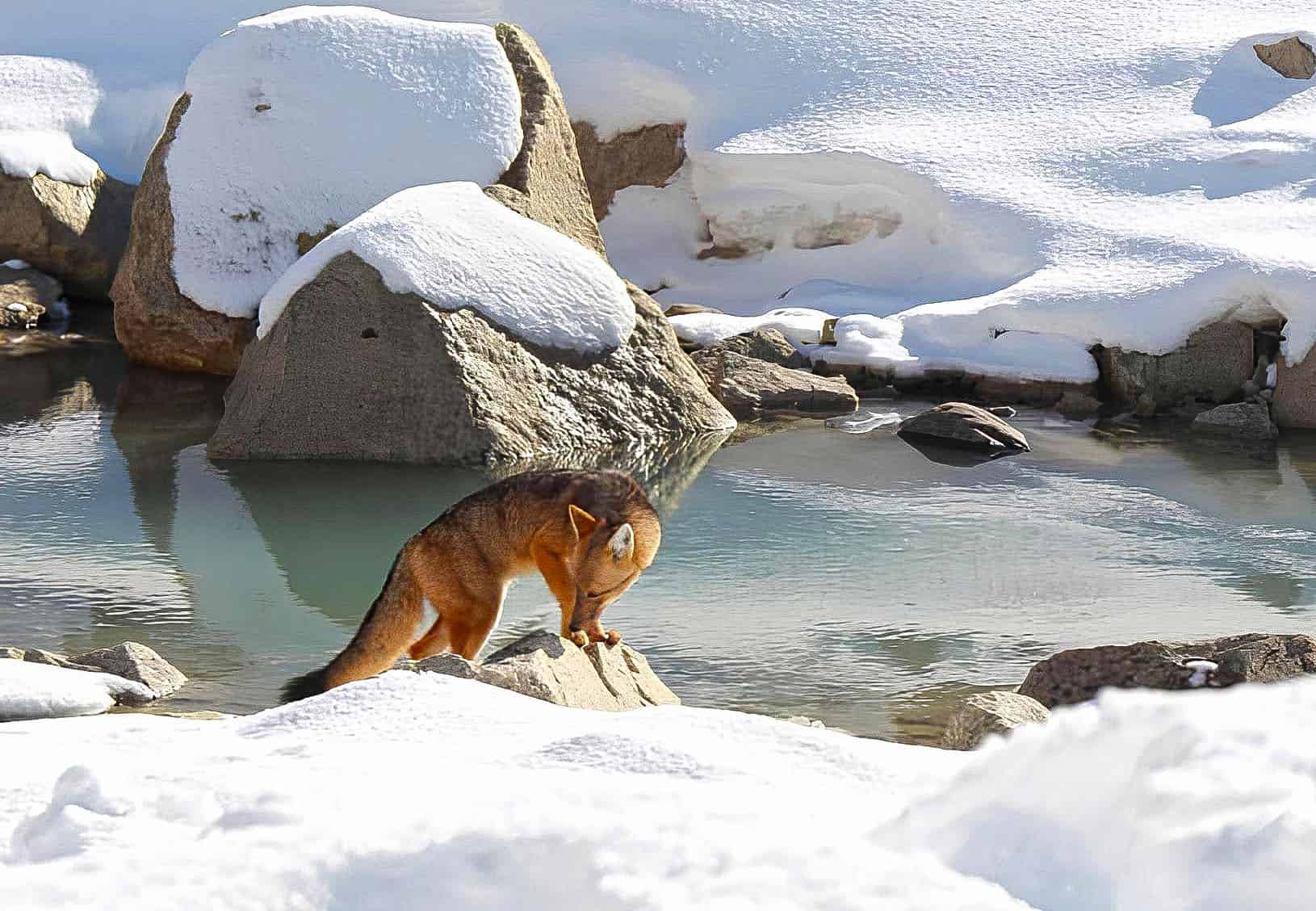 Culpeo on snow around Torres del Paine national park.