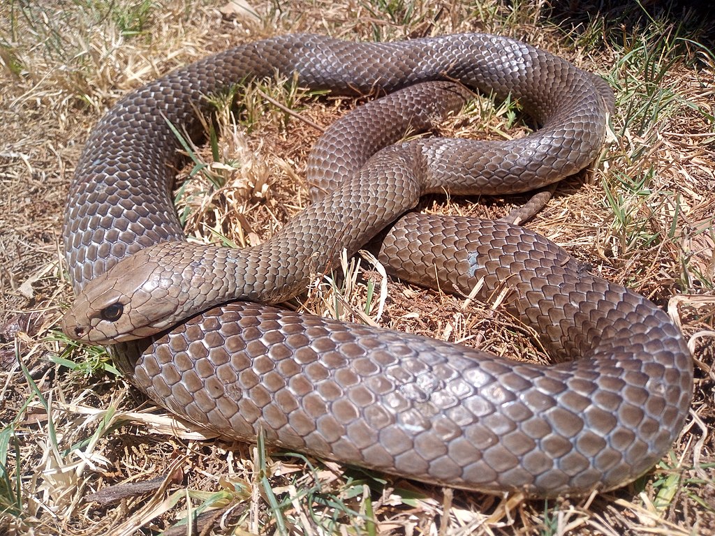 Eastern Brown Snake (Pseudonaja Textilis)