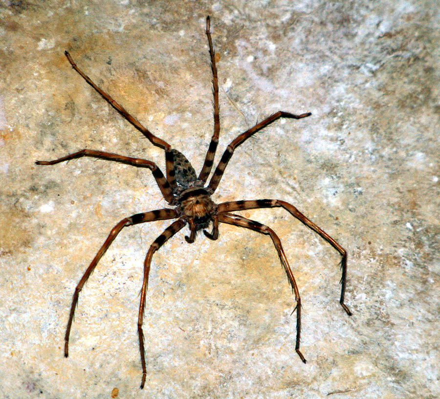 Giant Huntsman Spider (Heteropoda maxima)