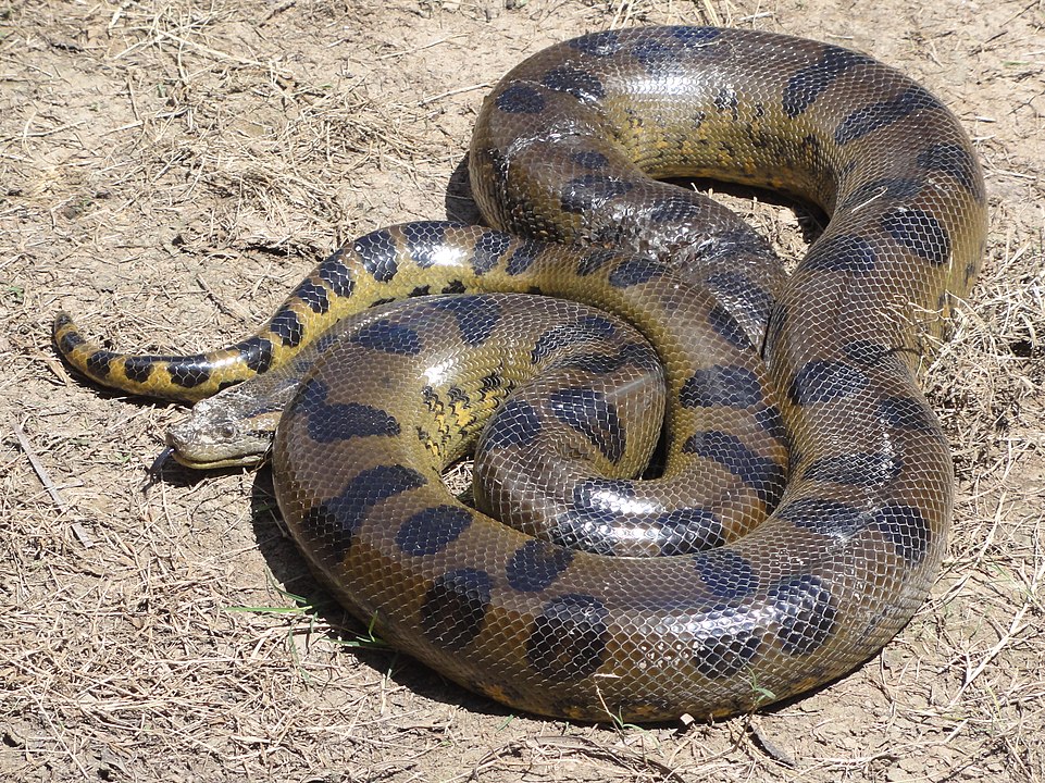 Green Anaconda (Eunectes Murinus)