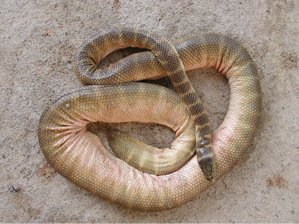 Hydrophis Belcheri (Faint-Banded Sea Snake or Belcher's Sea Snake)