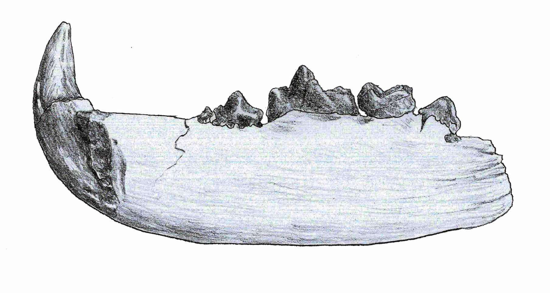 A lower jaw belongs to a species (Pseudocyon sansaniensis) from the Amphicyonidae subfamily Amphicyoninae.