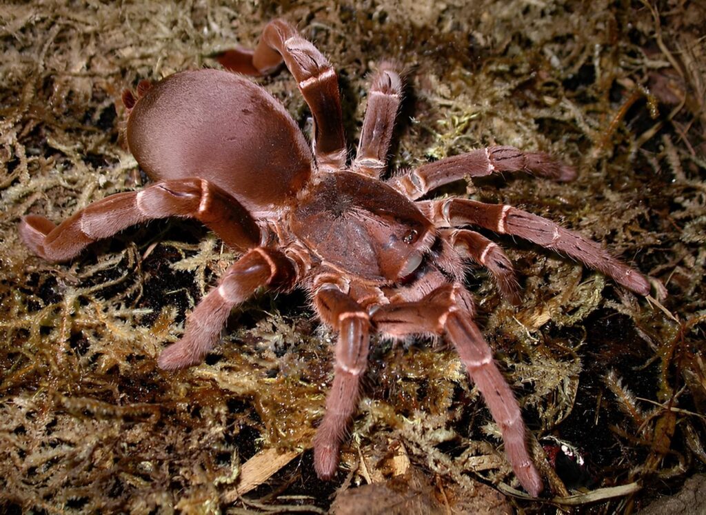 King Baboon Spider (Pelinobius muticus)