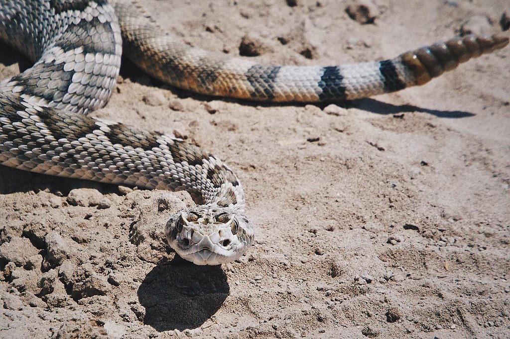 Mojave Rattlesnake (Crotalus Scutulatus)