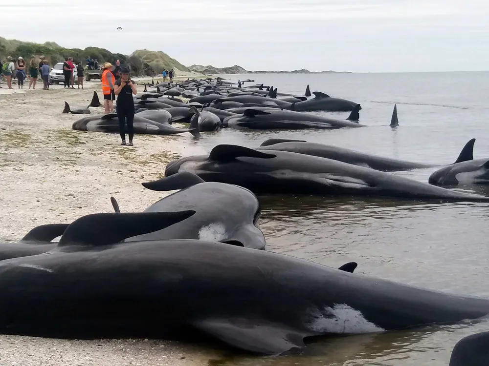 New Zealand's 2017 Pilot Whale Strandings