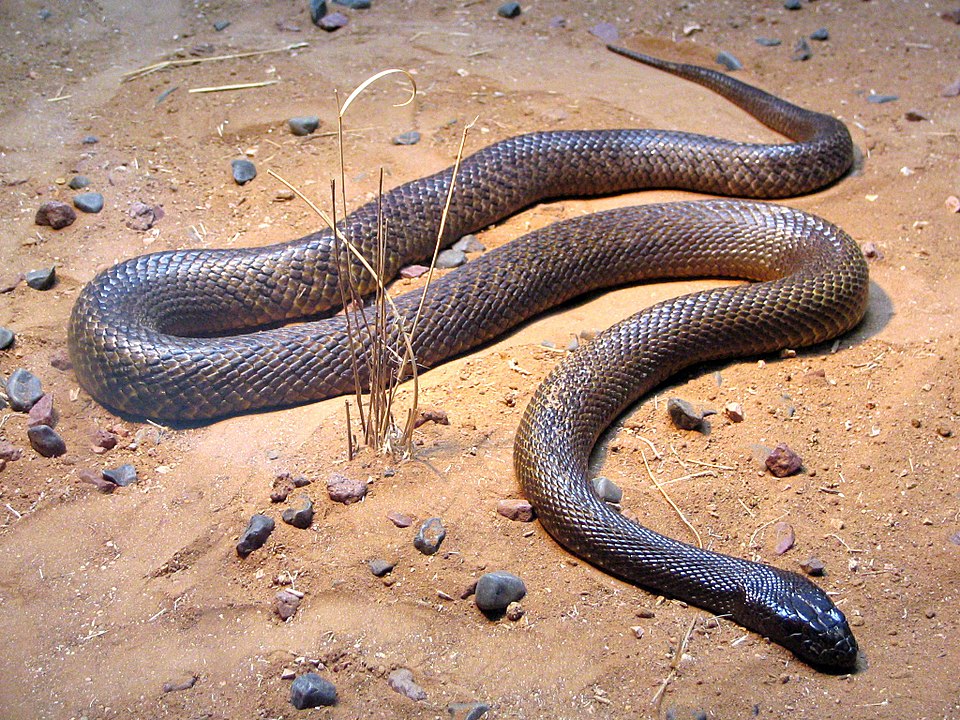 Oxyuranus microlepidotus at Australia Zoo