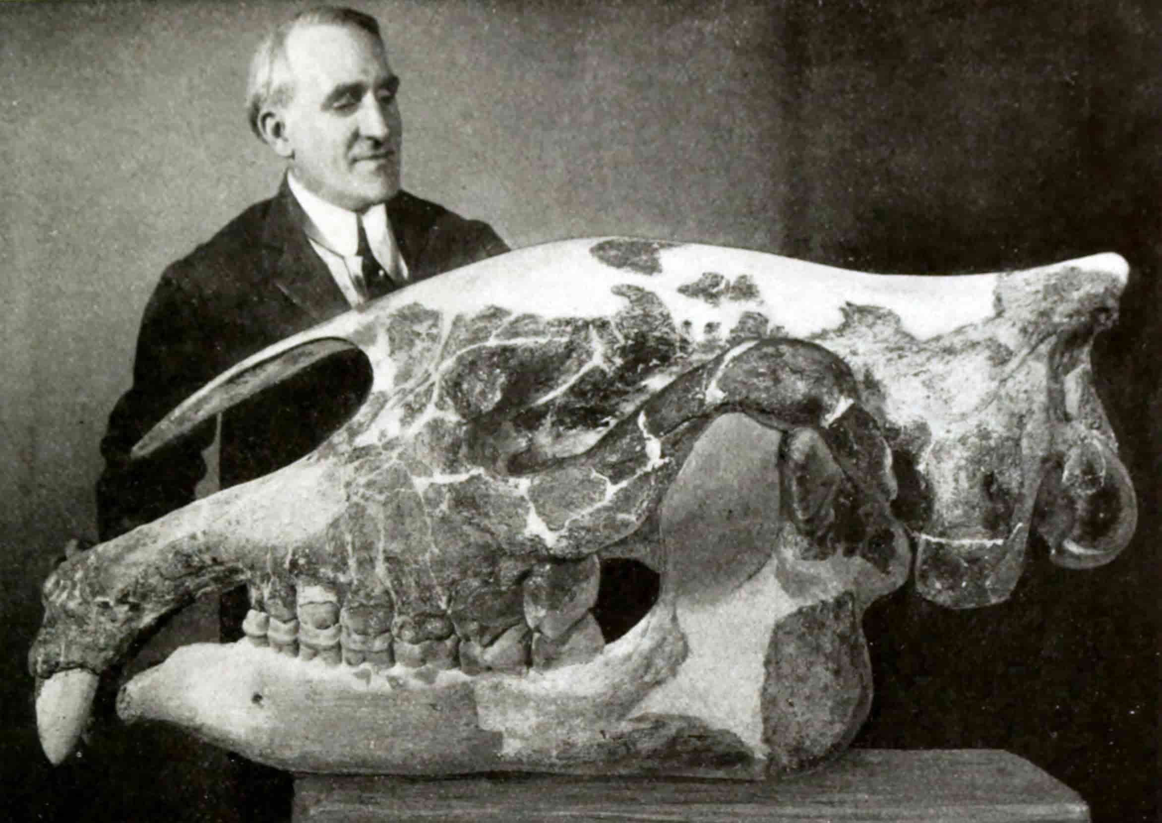 The skull of a Indricotherium (or Paraceratherium) transouralicum. 1923.