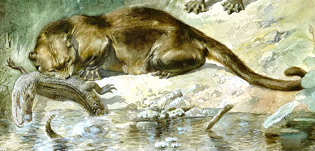 Patriofelis ferox by Charles R. Knight.