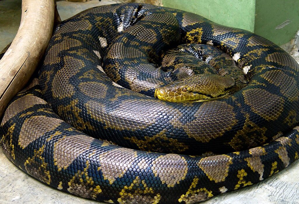 Reticulated Python (Malayopython Reticulatus)