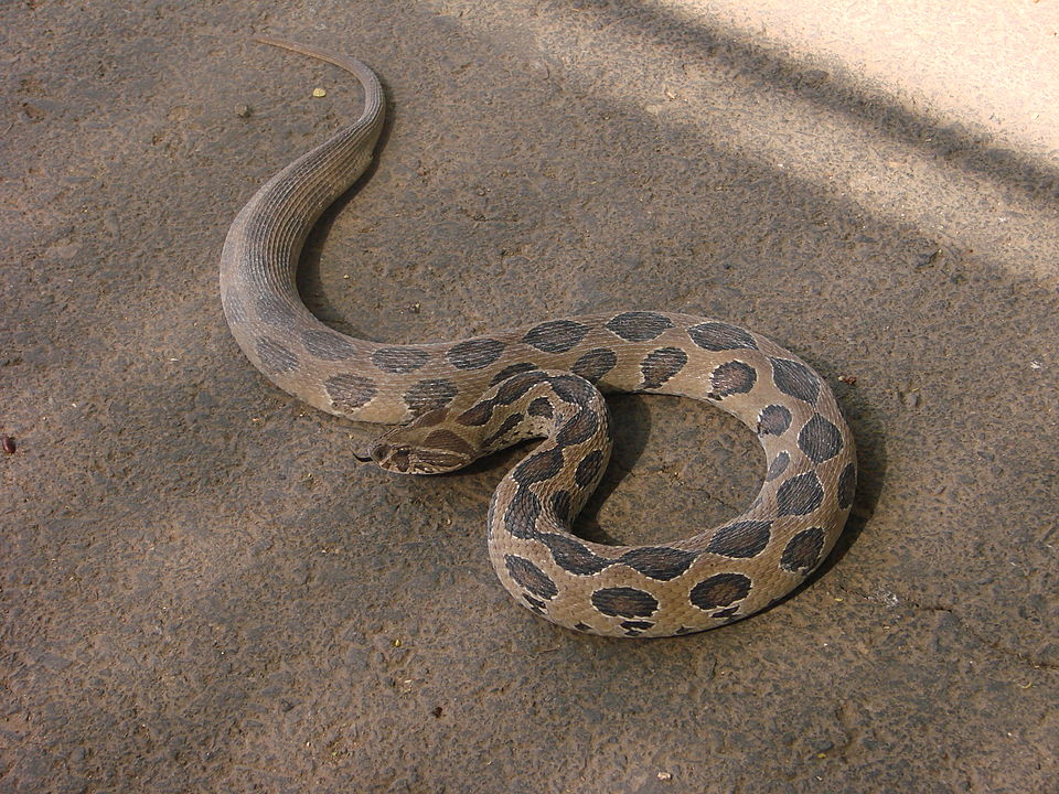 Russell's Viper, a venomous snake from South Asia