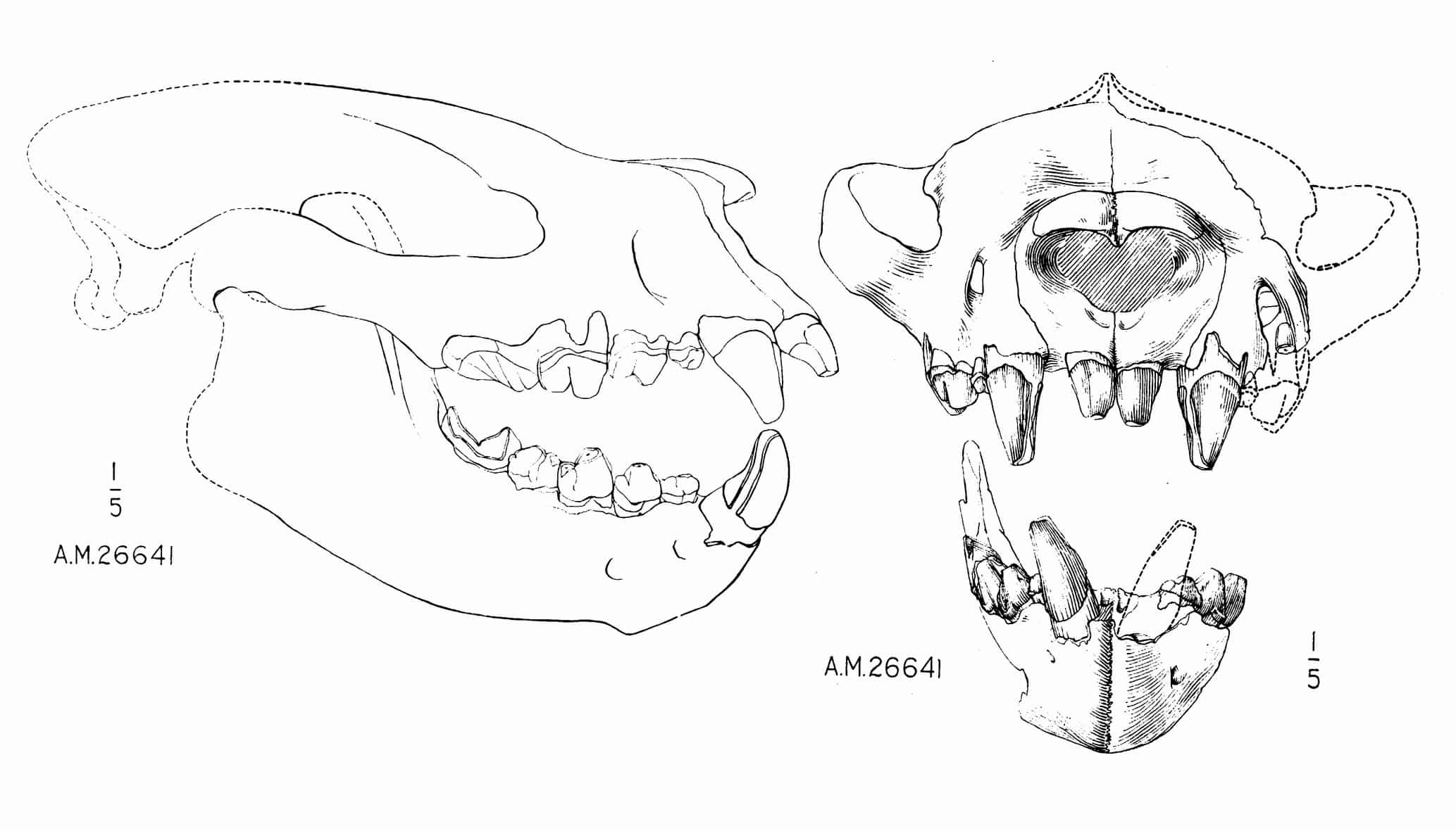 Skull of Sarkastodon mongolensis