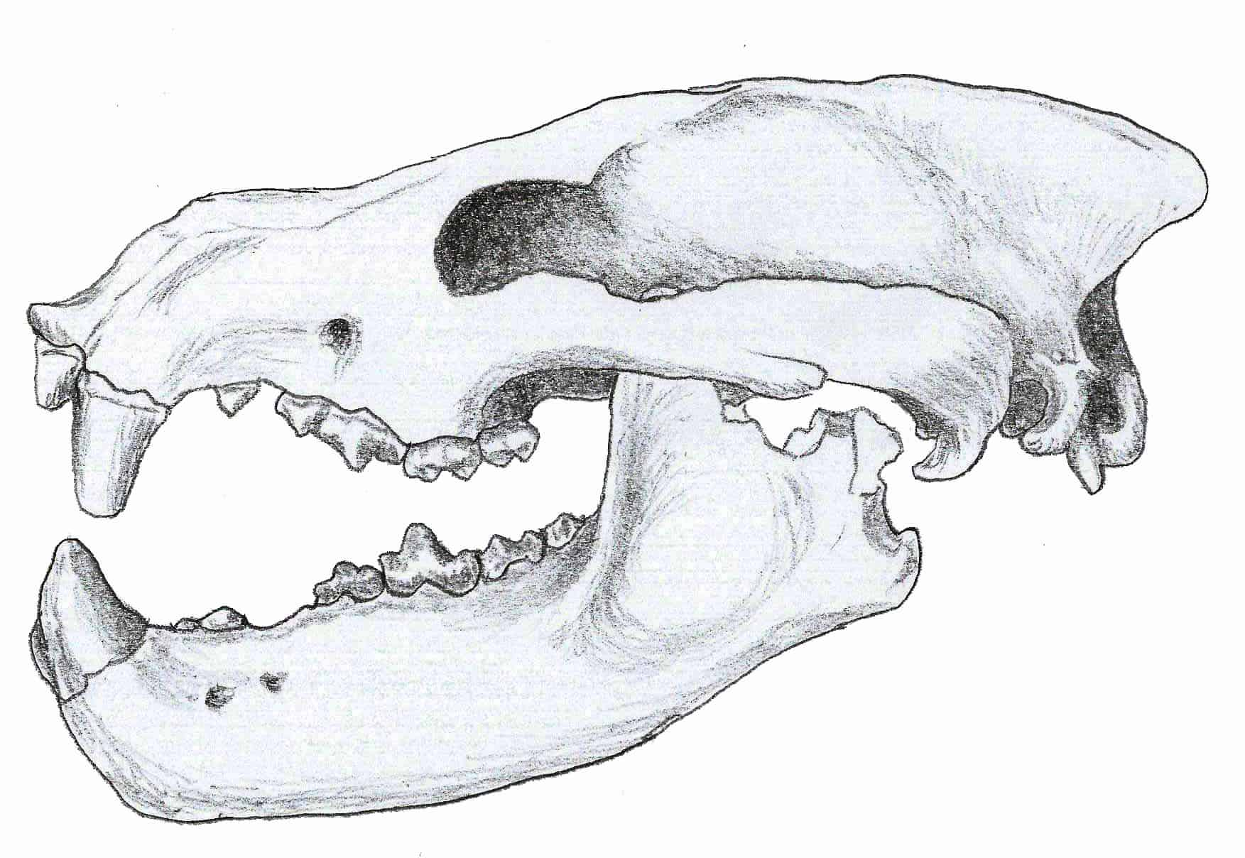 Ysengrinia americanus skull. Amphicyonidae subfamily Thaumastocyoninae.