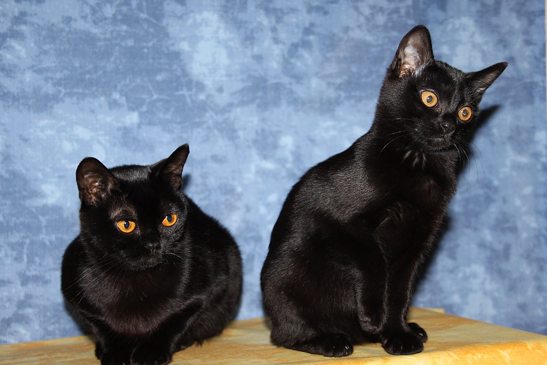 bombay cat