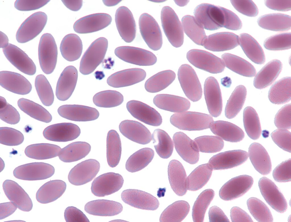 camel blood cells