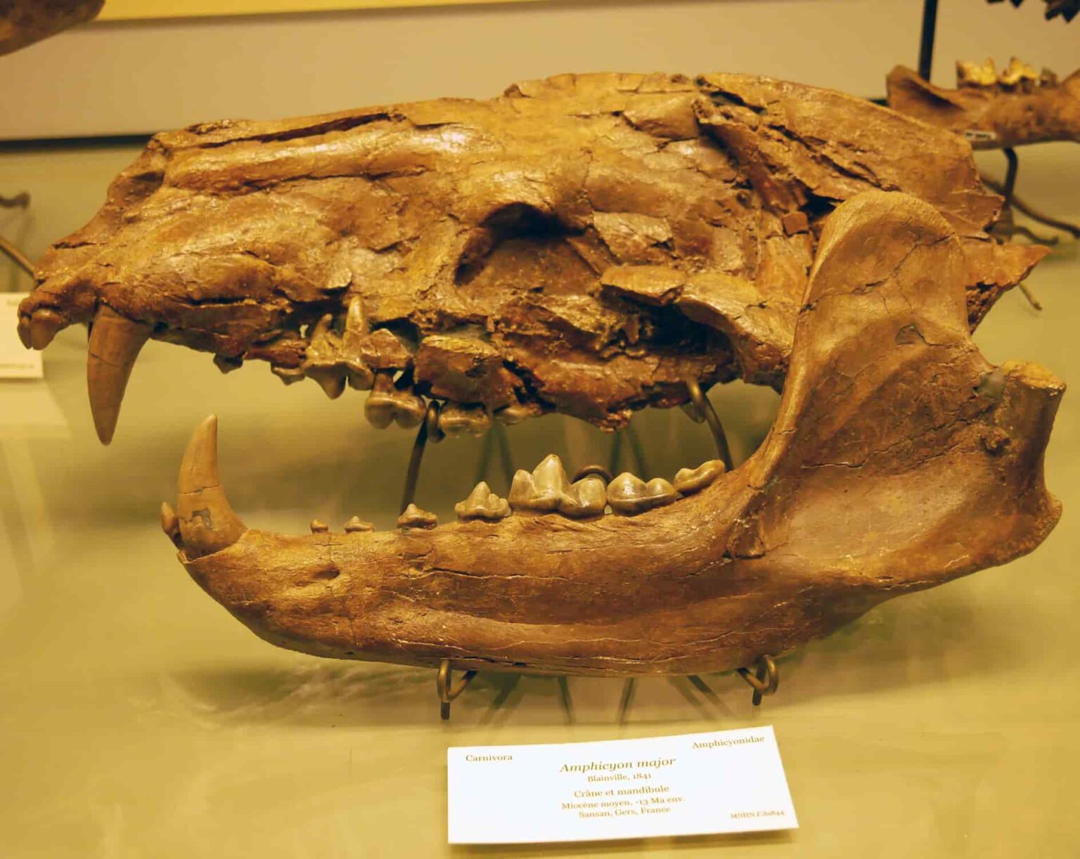 Beardog (Amphicyonidae): The Prehistoric Canid Species - Malevus