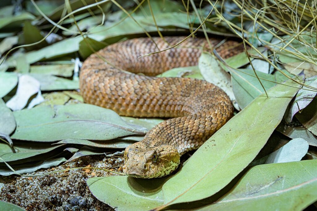 the common death adder, Prague Zoo