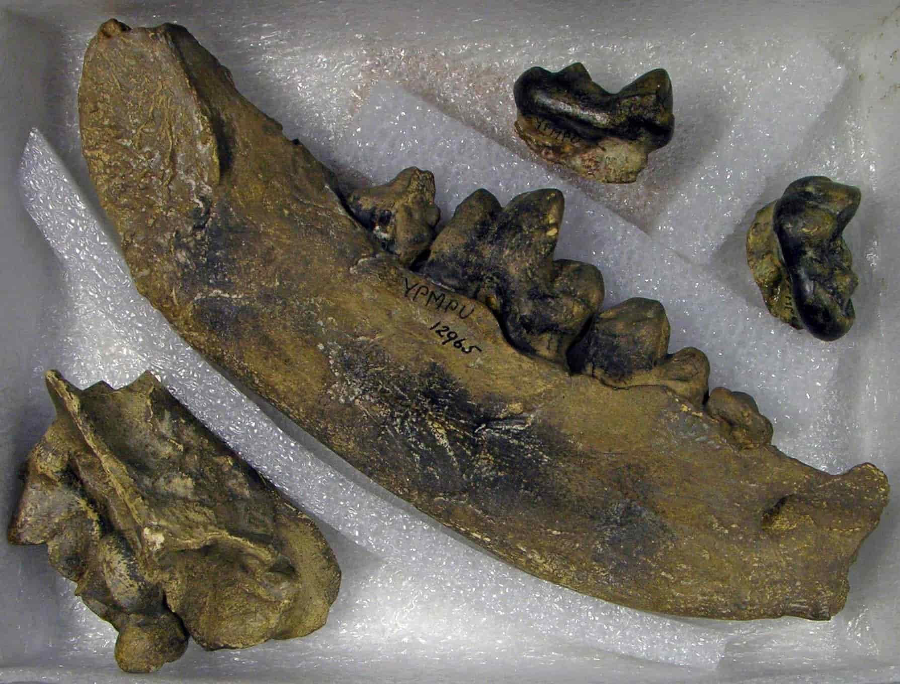 The jaw pieces of an Amphicyon frendens beardog.