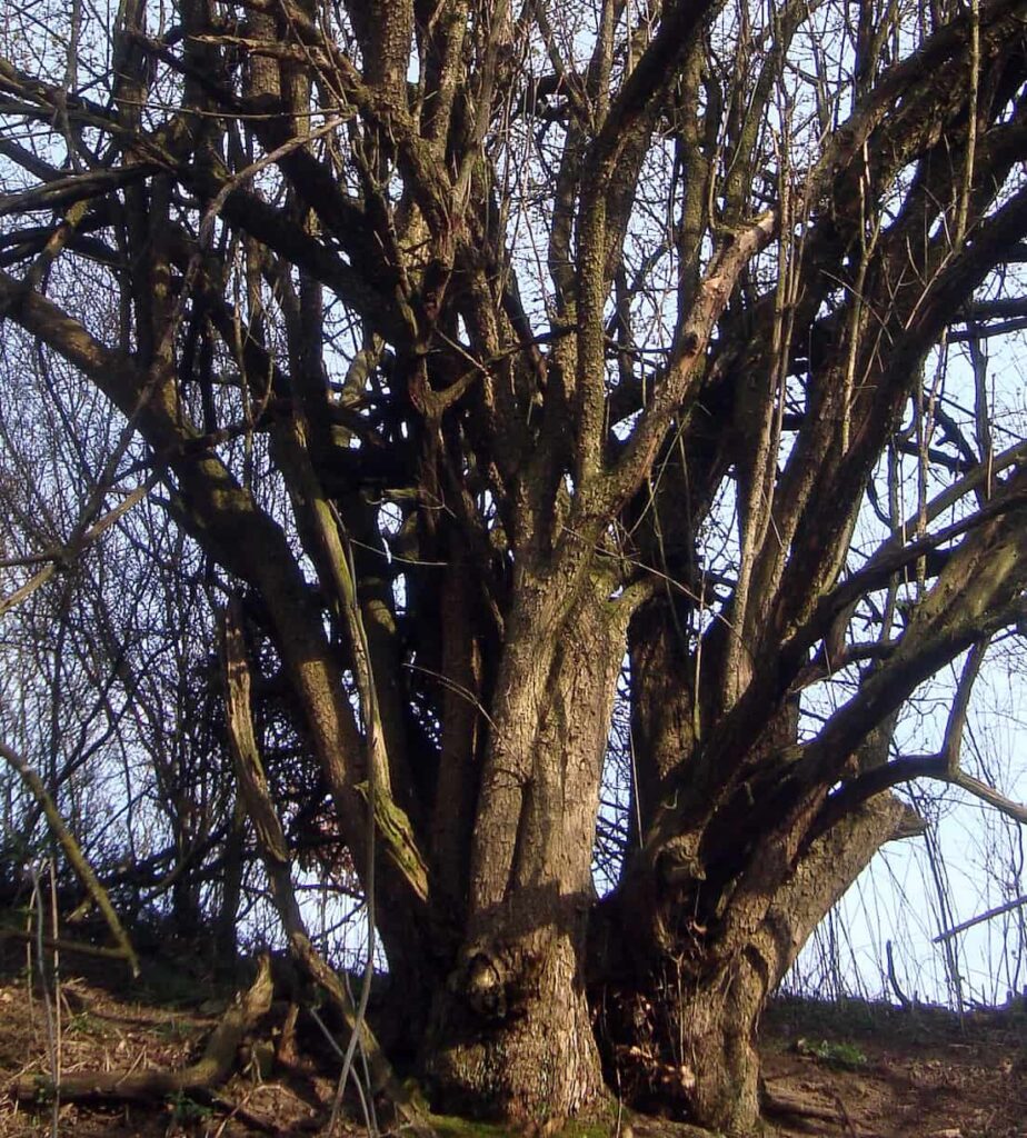 male cornel wood (also known as cornus mas or wild cornel)