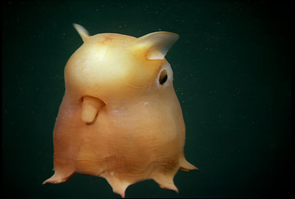 Dumbo Octopus Grimpoteuthis