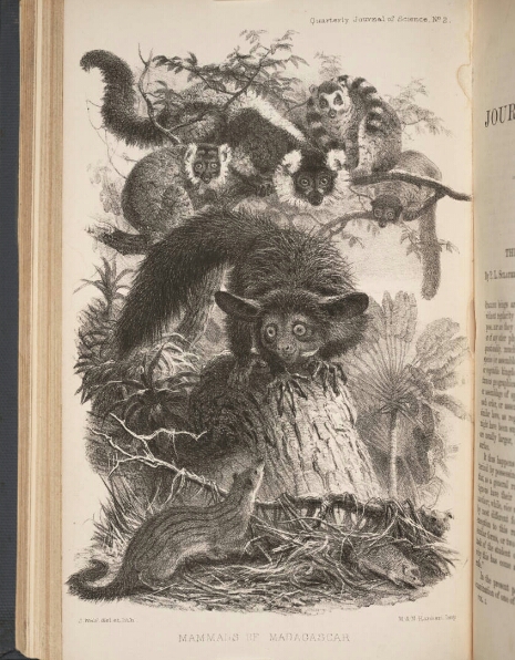 Lithograph depicting lemurs by Joseph Wolf. Page from F. Sclater's article "The Mammals of Madagascar" (1864)