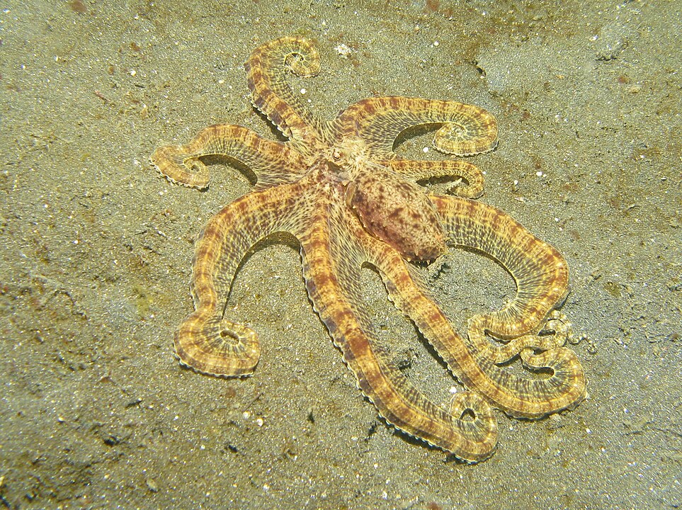 Mimic octopus showing typical pattern