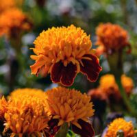 mexican marigolds, tagetes erecta