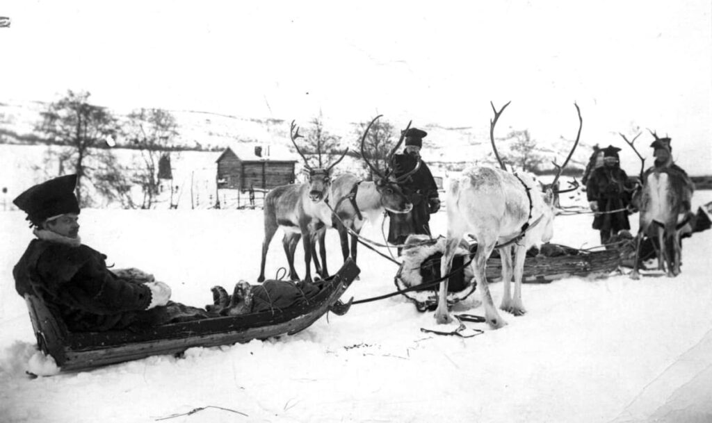 Ride in a pulk with reindeer.