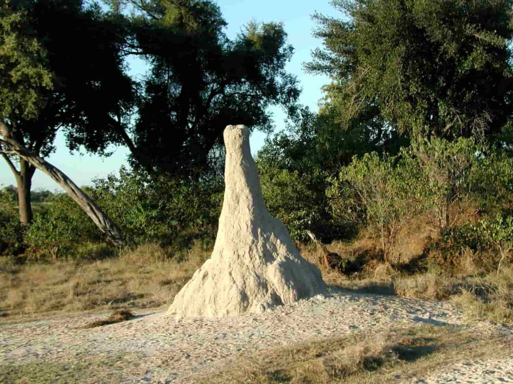 10 feet high termite mound in Botswana.